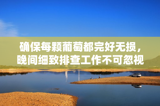 确保每颗葡萄都完好无损，晚间细致排查工作不可忽视